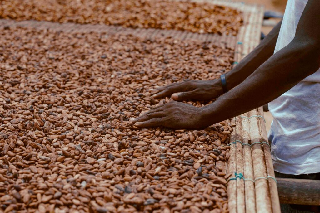pexels photo 31283914 31283914 Close-up of cocoa farmer's hands spreading cocoa beans to dry under the sun in Ghana.